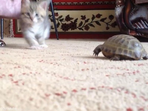 ��ǭvs�ҵ�02