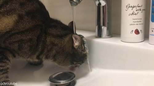 水の飲み方が不器用過ぎる猫さん03