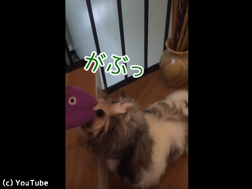 おもちゃの真似をするシーズー03