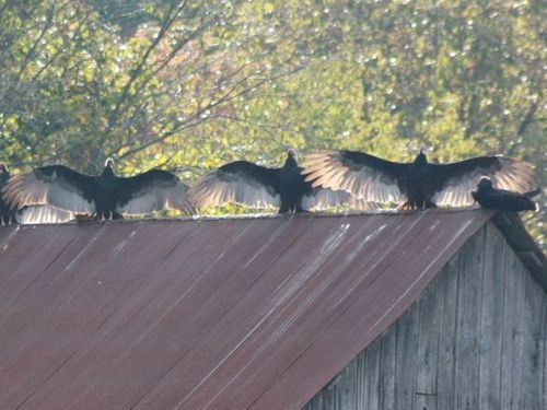 コンドルが並んで日光浴03