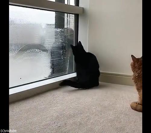 猫と窓掃除人が出会ったら01