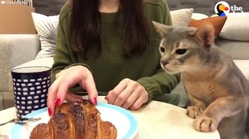 猫「クロワッサンください」02