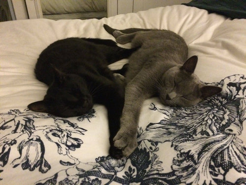 手をつないで寝る子猫たち10