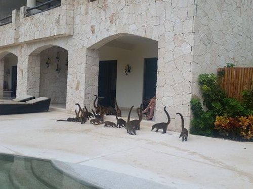 ミニサイズのブロントサウルス02