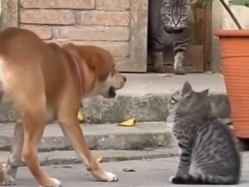 子猫にワンワン吠えていた犬、強そうなママ猫の姿が目に入ると…見事な演技でごまかそうとする