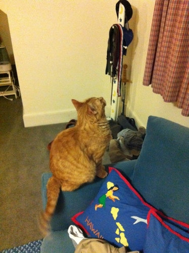 もう子猫じゃない10