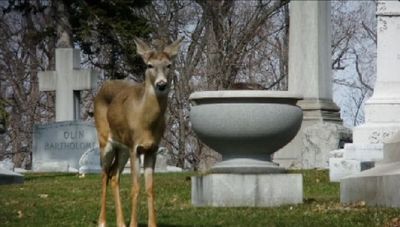 ガチョウの巣を守るシカ01