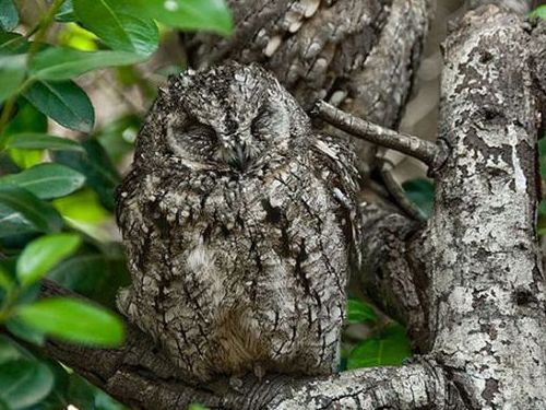 どれかわかる 木に溶け込んだフクロウたちの写真18枚 らばq どれかわかる 木に溶け込んだフクロウたちの写真18枚 らばq