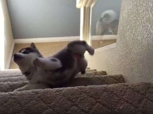 ハスキーの子犬と階段03
