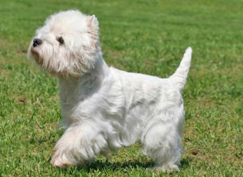 犬種は100年でこう変わった20