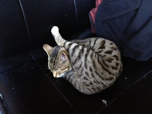 15スヤスヤぐっすり寝る動物たち