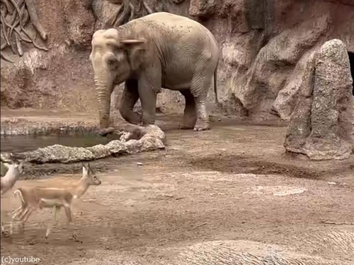 大きなゾウが溺れかけたガゼルを池から救い出す（動画）