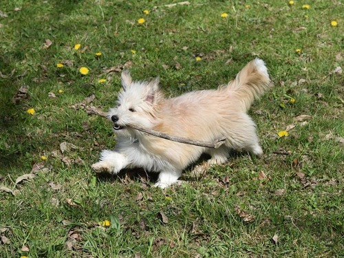 犬のための棒ライブラリー