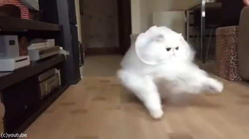 綿毛のような猫04