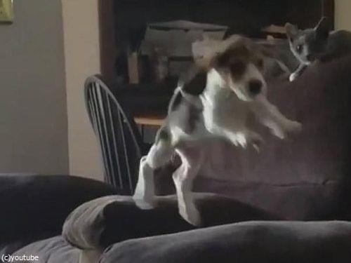 隣のソファーに飛び移ろうとする犬04