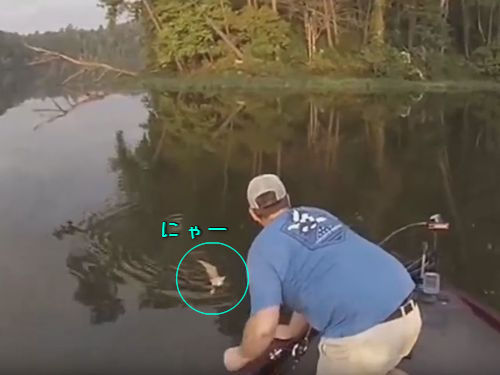 子猫が泳いできた00