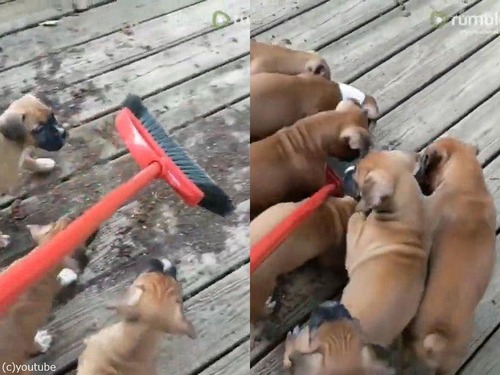 掃除と子犬たちの相性00