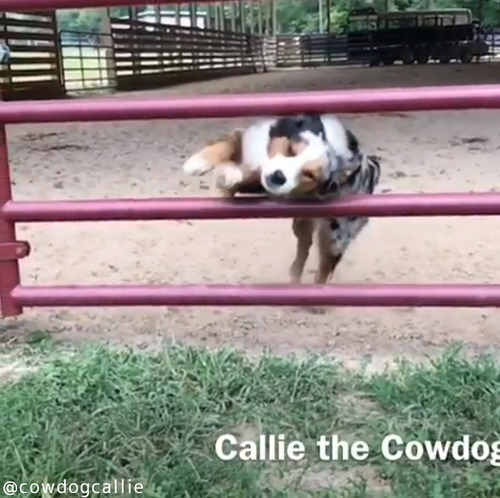 柵の飛び越え方がカッコよすぎる犬03