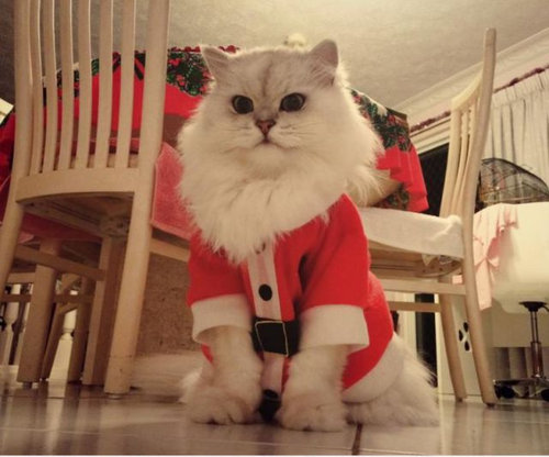 なぜ猫はえらいのか07