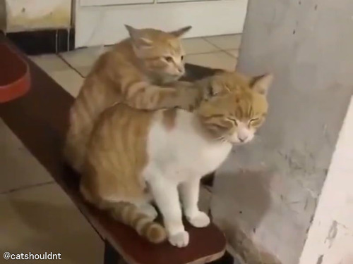 猫の気持ちいいポイントを知るのは…やはり猫