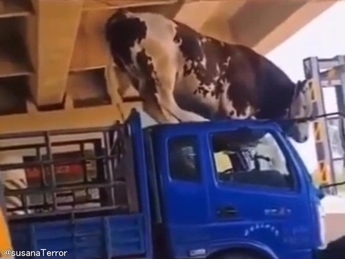 「牛ってこんな豪快にトラックから脱出するんだ…」運転席の上に跳び乗ってからのジャンプ