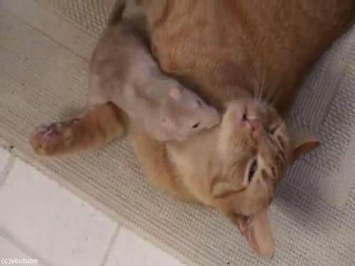 リアルトムとジェリー07