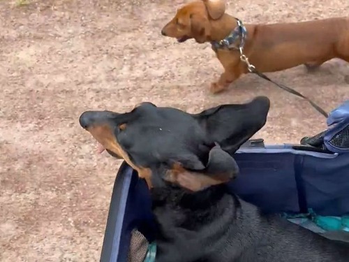 犬の後ろ足が麻痺していても…散歩で兄弟と競争できないわけではない