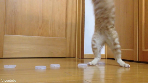 ǭ�����륭���ѡ�06