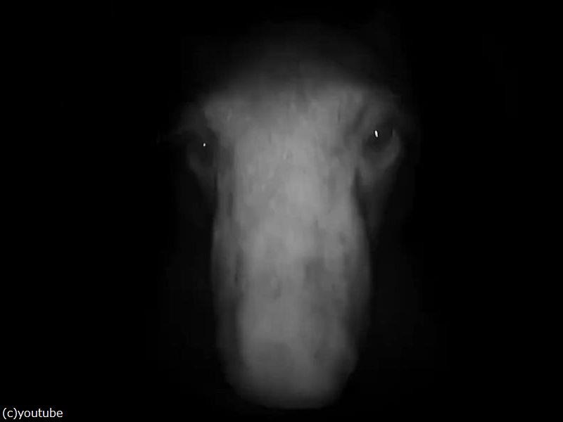 夜中にピンポンが鳴ったら 訪問者はクマだった 動画 らばq 夜中にピンポンが鳴ったら 訪問者はクマだった 動画 らばq