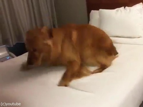 ベッド初体験の犬04