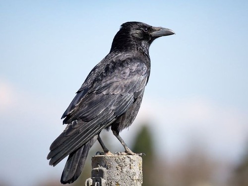 カラスとワタリガラスの違い00