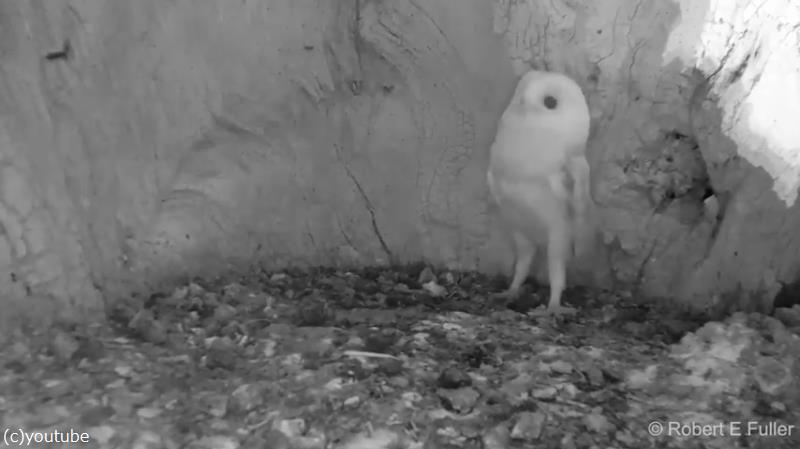 フクロウが生まれて初めて 雷 の音を聞いたときのリアクション 動画 らばq