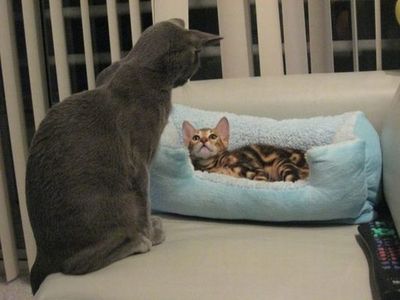 猫の場所取り08