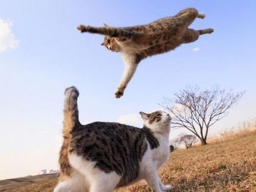 現実をくつがえしている猫10