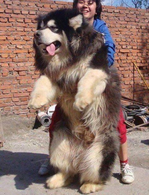 04礭ΡӥåưʪTibetan Mastiff