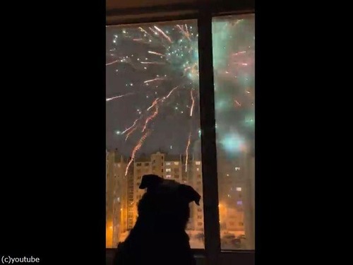 花火に魅了される犬