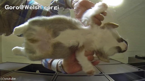 子犬をガラステーブルの下から見る02