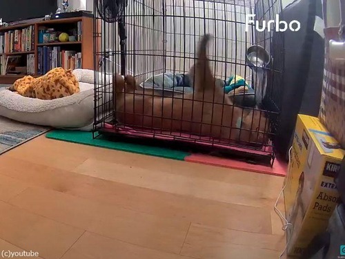 寝相が悪くて…顔に水を浴びてしまう犬（動画）