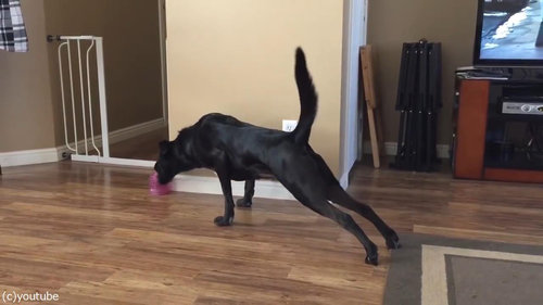 犬とカーペット04