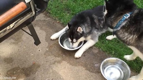 ハスキー、新しい遊びに目覚める01