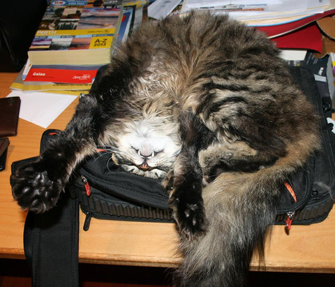 猫が「スパイvsスパイ」04