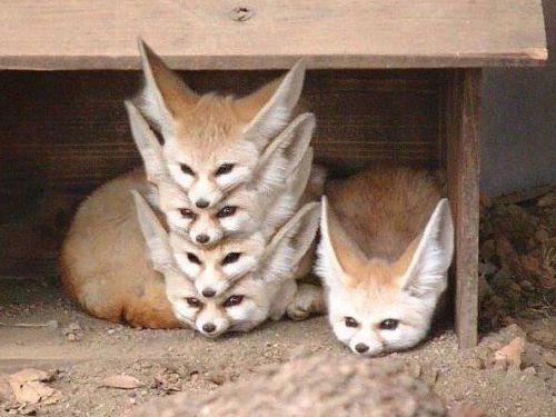 �֥饦���ߤ����ʥ��ĥ�01