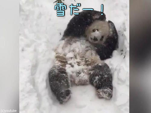 ���ߥ��˥���ưʪ��Υѥ��00