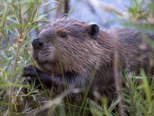 ドイツでビーバーの被害00