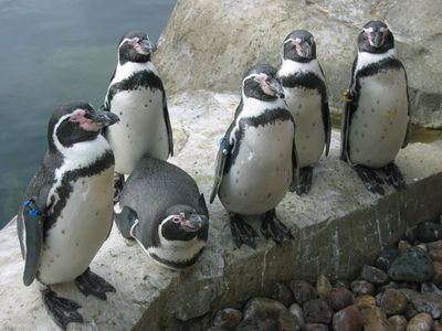 ペンギン