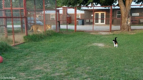 ライオンを挑発する猫02