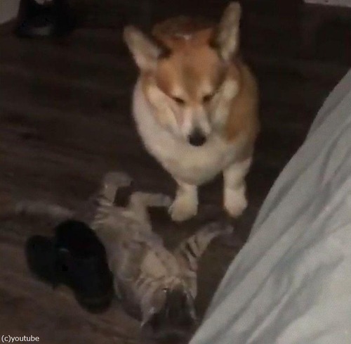 子猫とコーギーの平和な戦い02