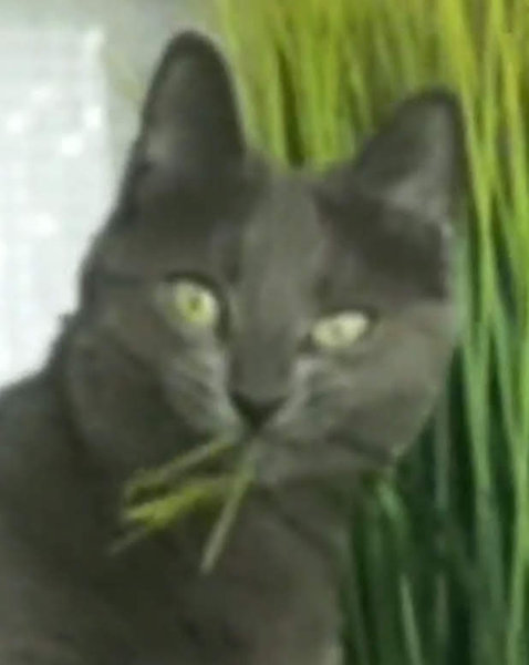 猫シッター05