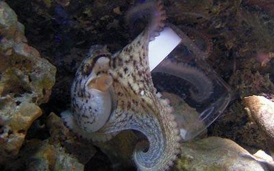 水族館の電気をショートさせるタコ