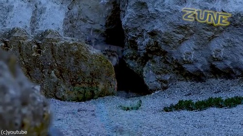 眠れない夜におすすめのマヌルネコ動画01